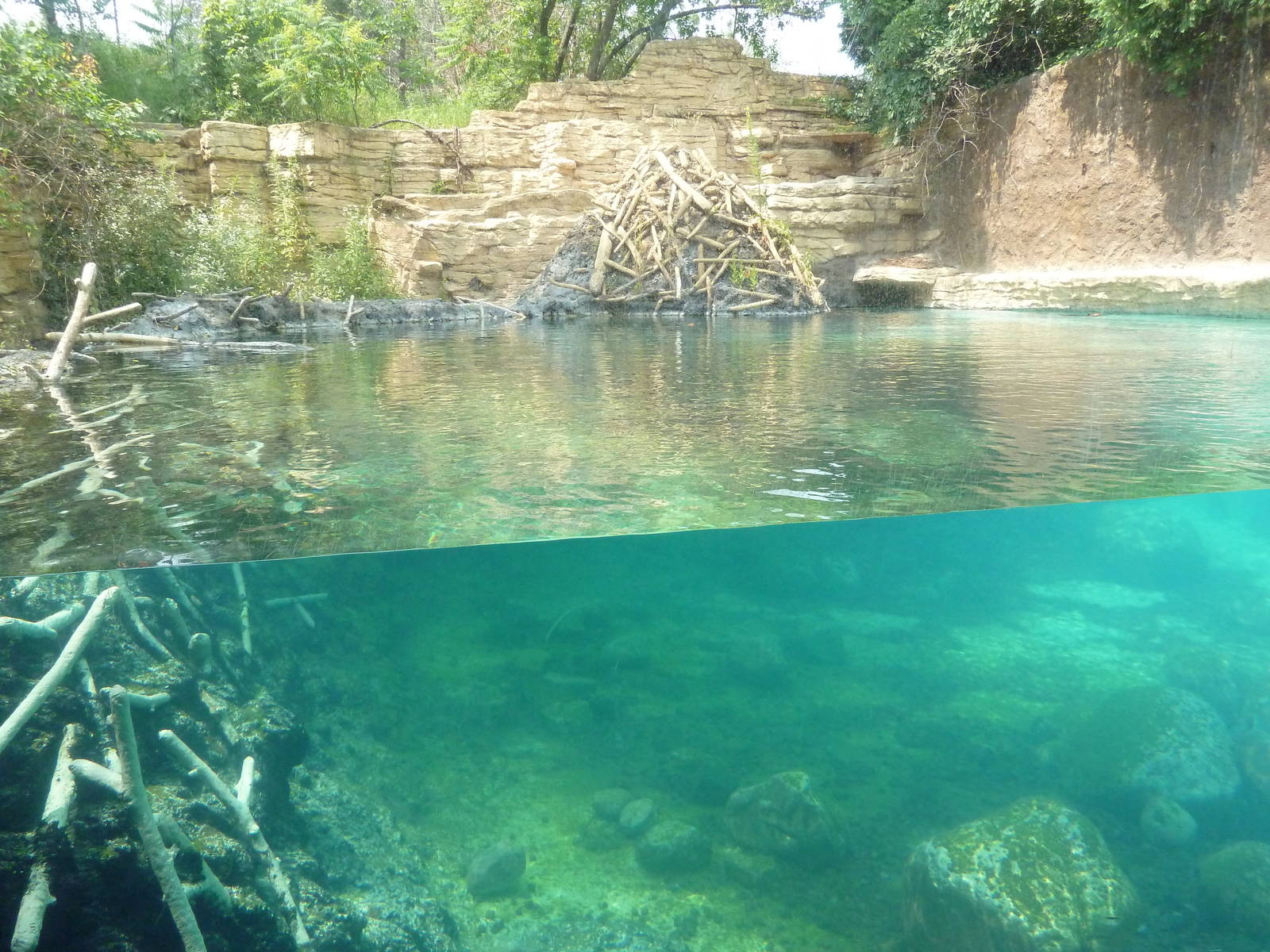 Minnesota Trail - Beaver Exhibit