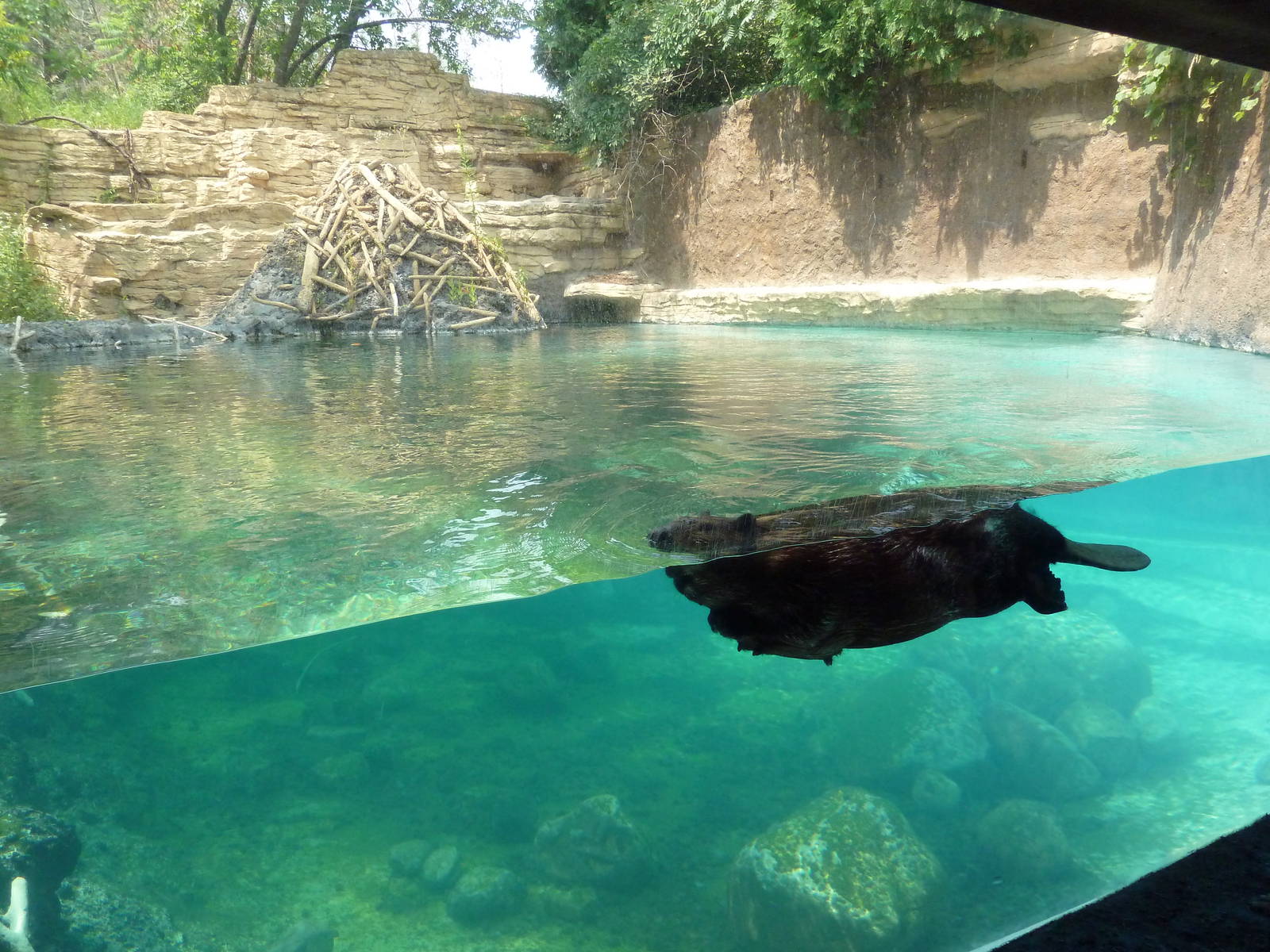 Minnesota Trail - Beaver Exhibit