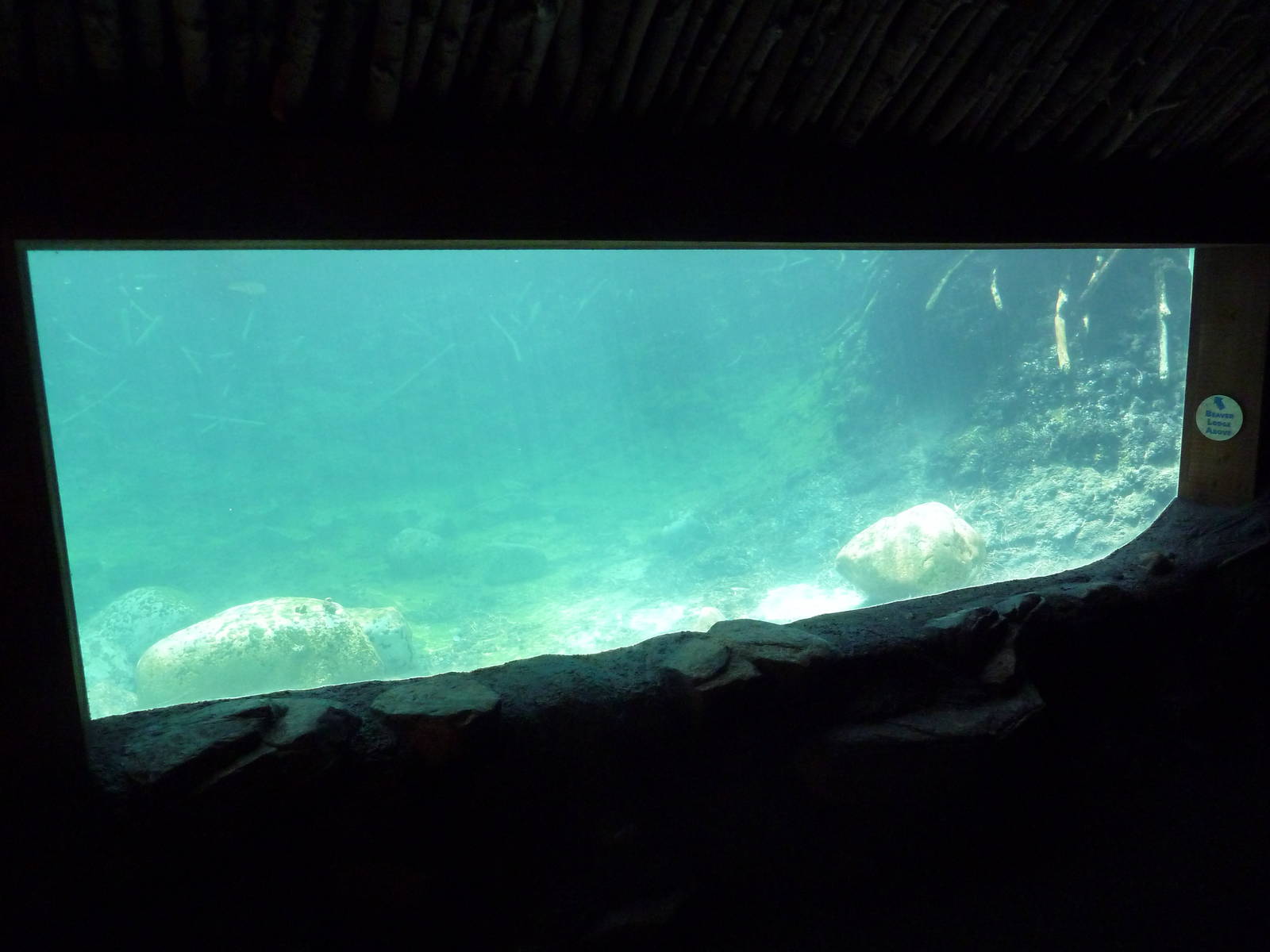 Minnesota Trail - Beaver Exhibit