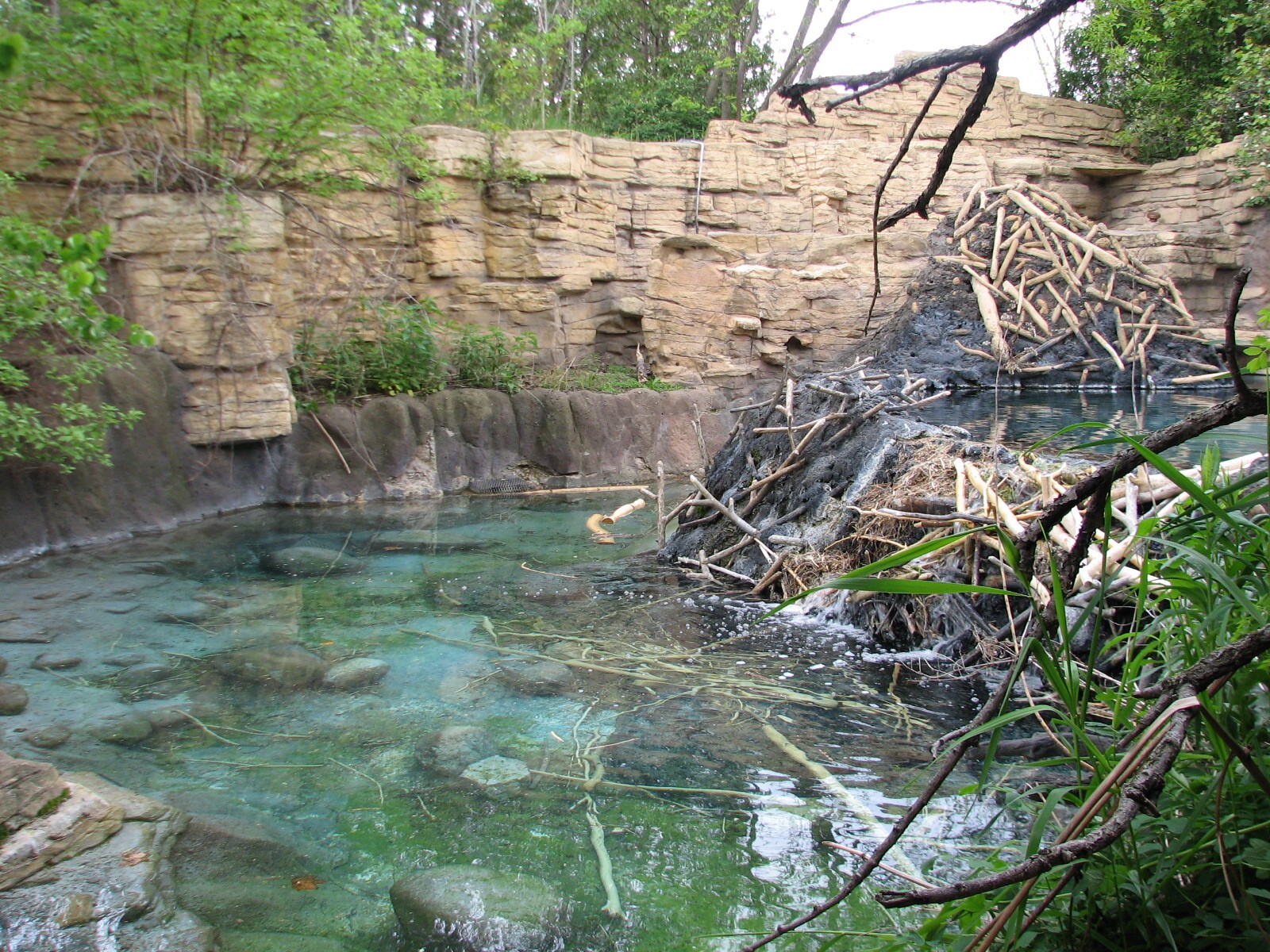Minnesota Trail - Beaver Exhibit