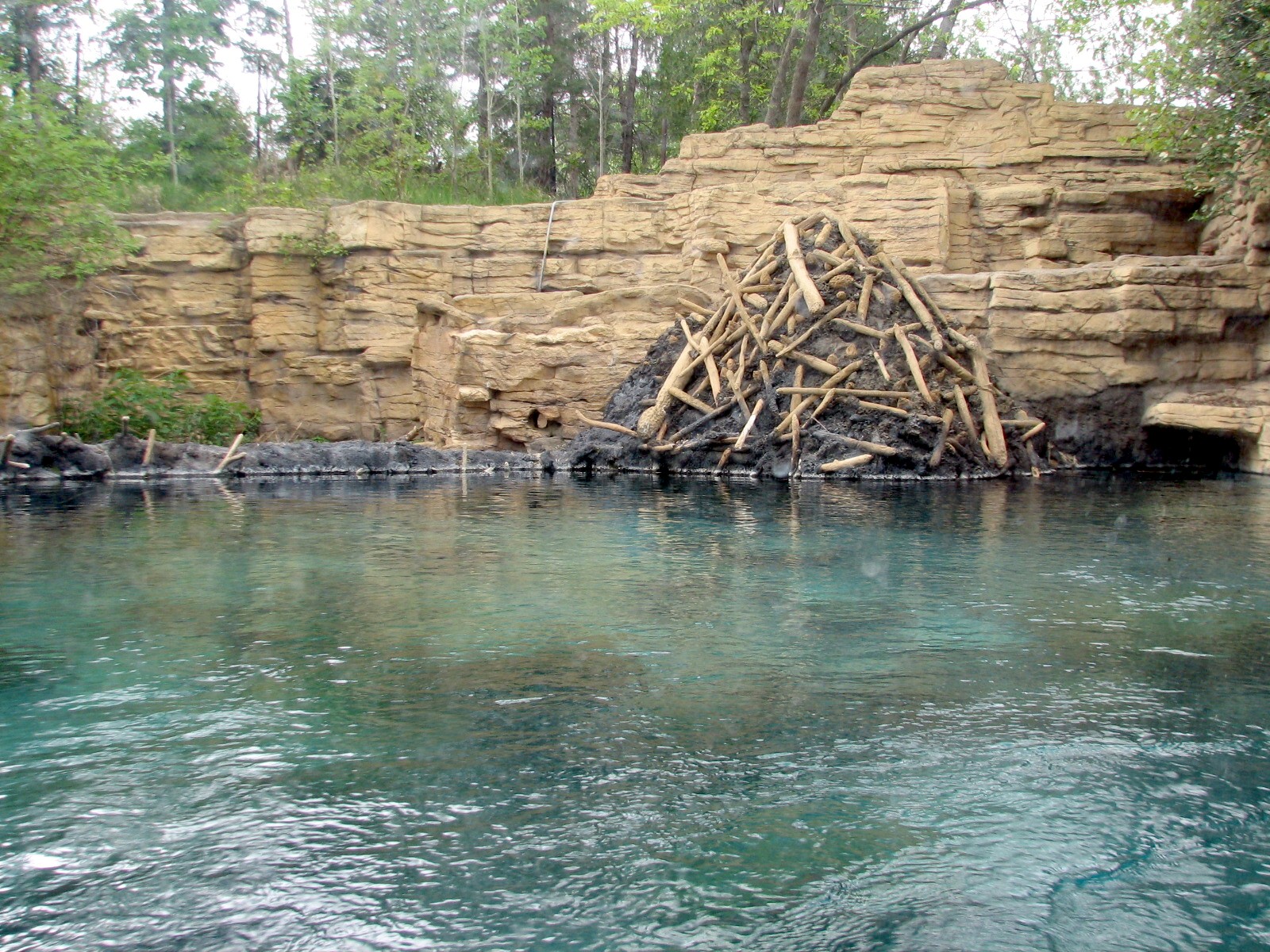 Minnesota Trail - Beaver Exhibit