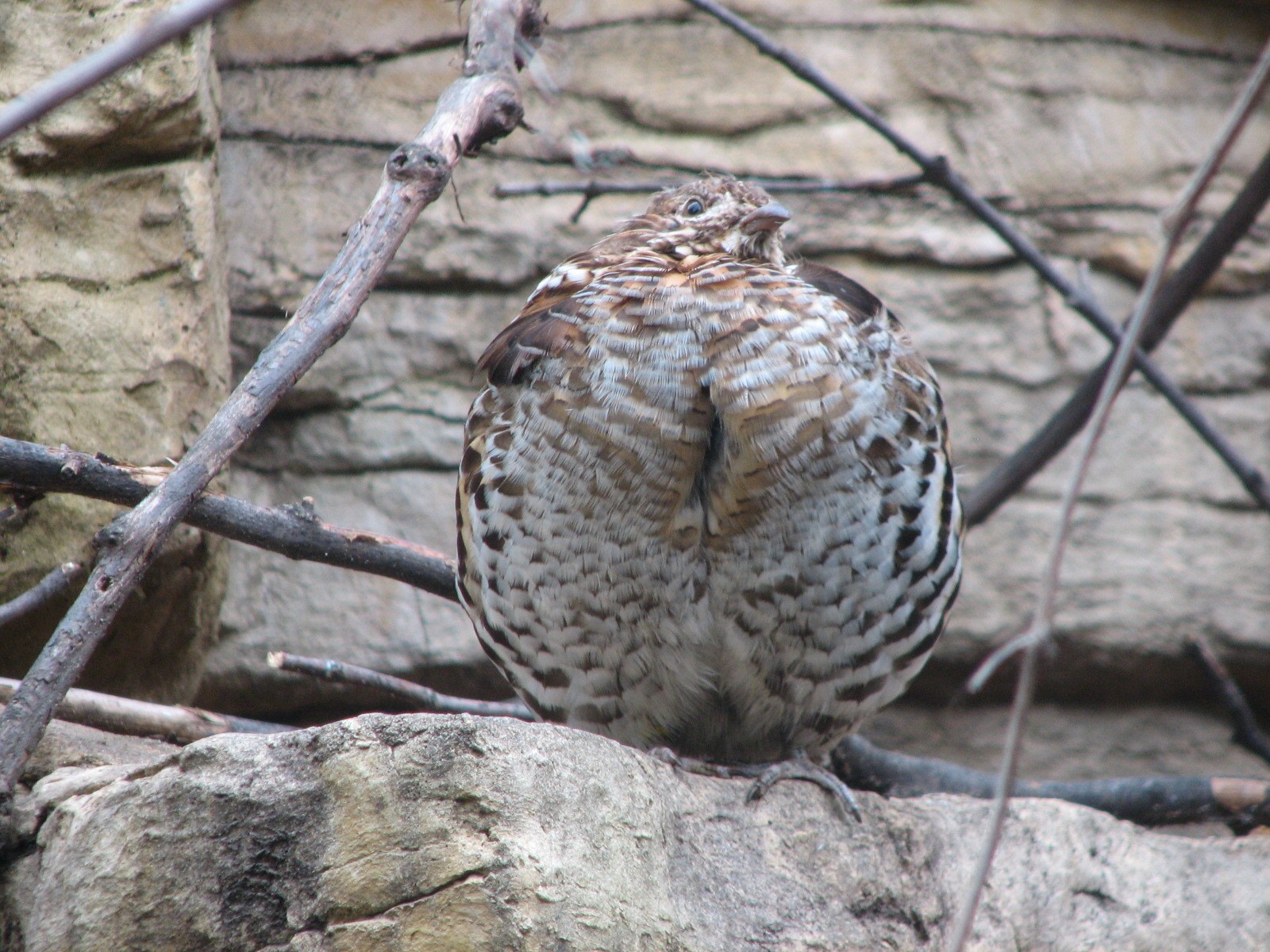 Minnesota Trail - Bird Exhibit - Ruffed Grouse