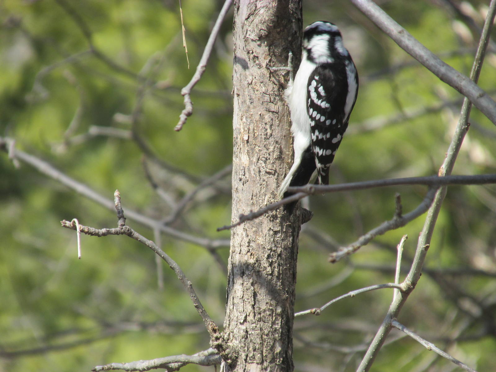 Minnesota Trail Bird Feeder