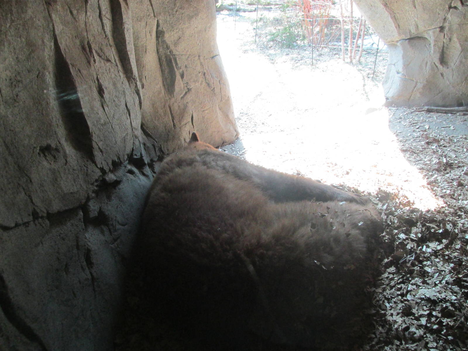 Minnesota Trail Black Bear Den