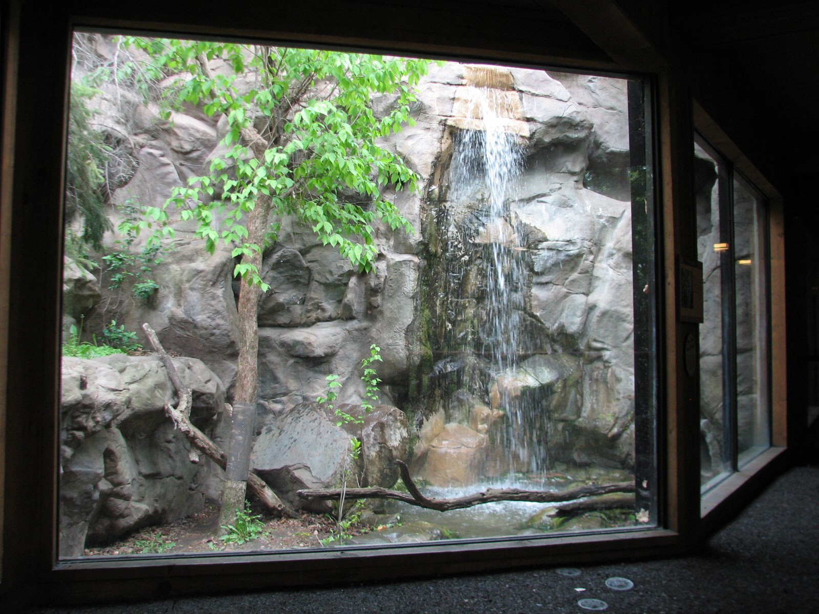 Minnesota Trail - Canada Lynx Exhibit