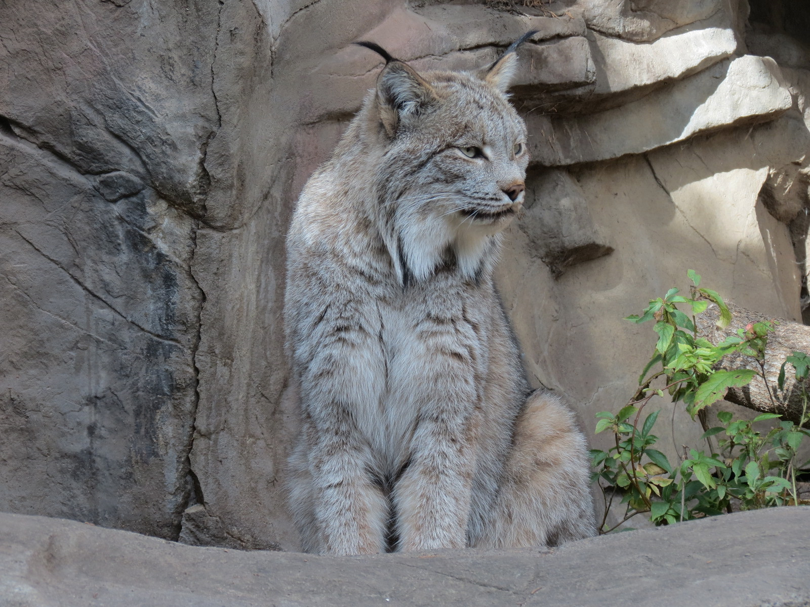 Minnesota Trail - Canada Lynx