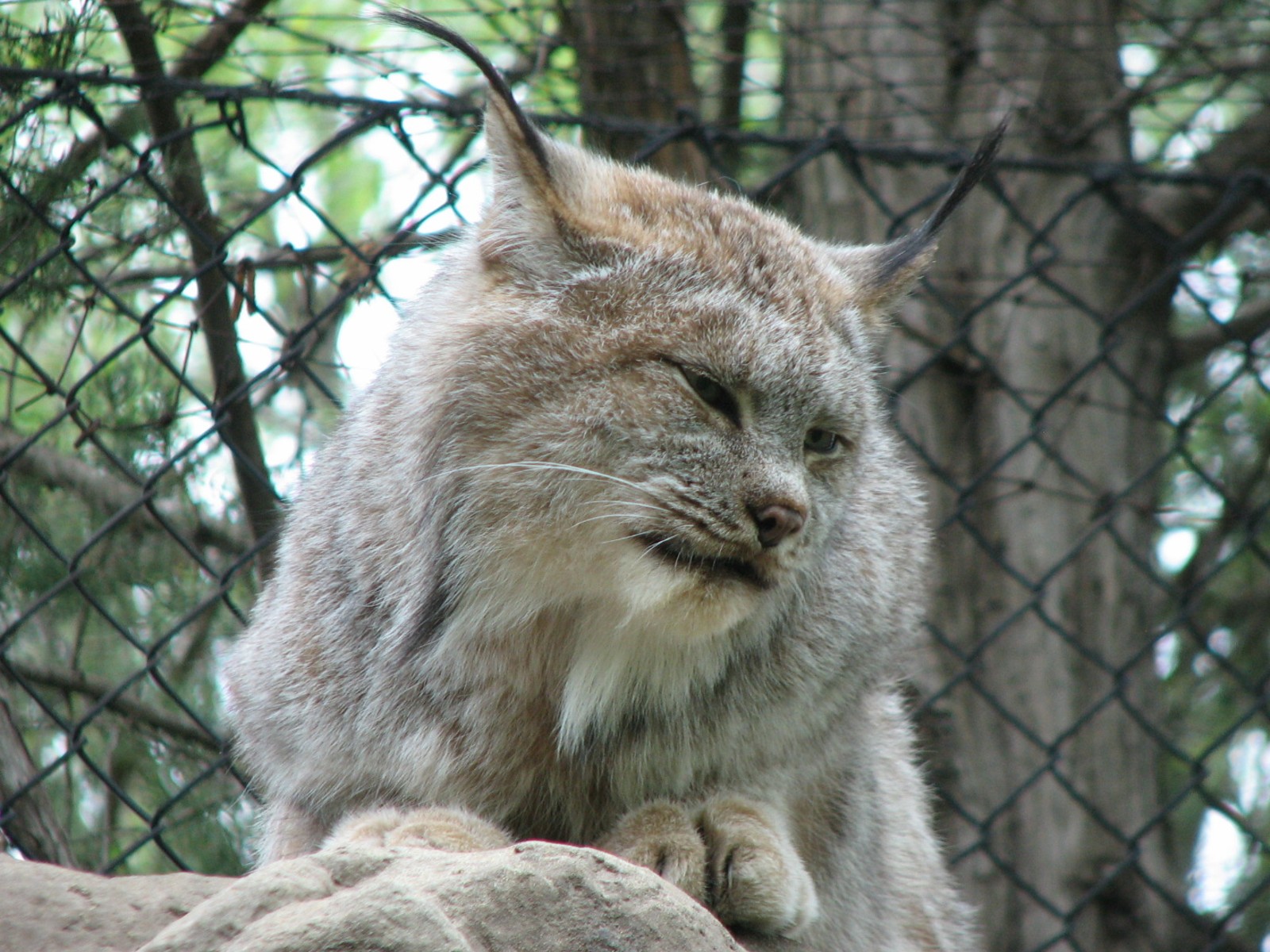 Minnesota Trail - Canada Lynx