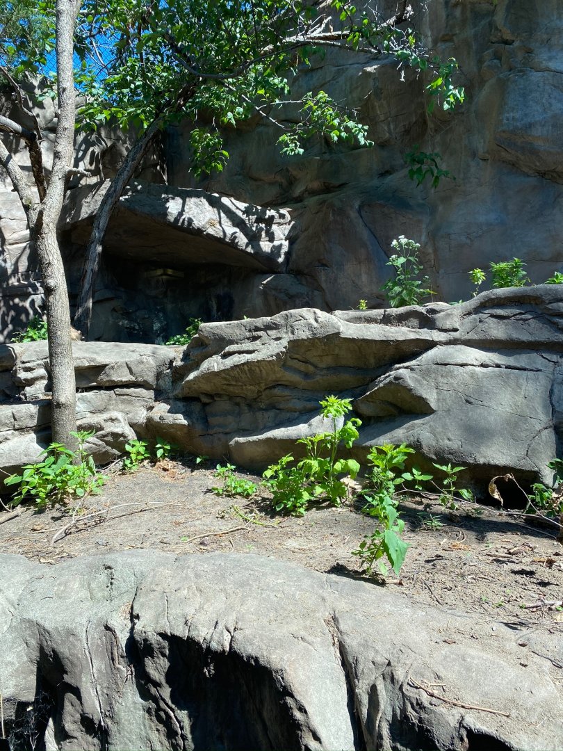 Minnesota trail- Canadian lynx exhibit