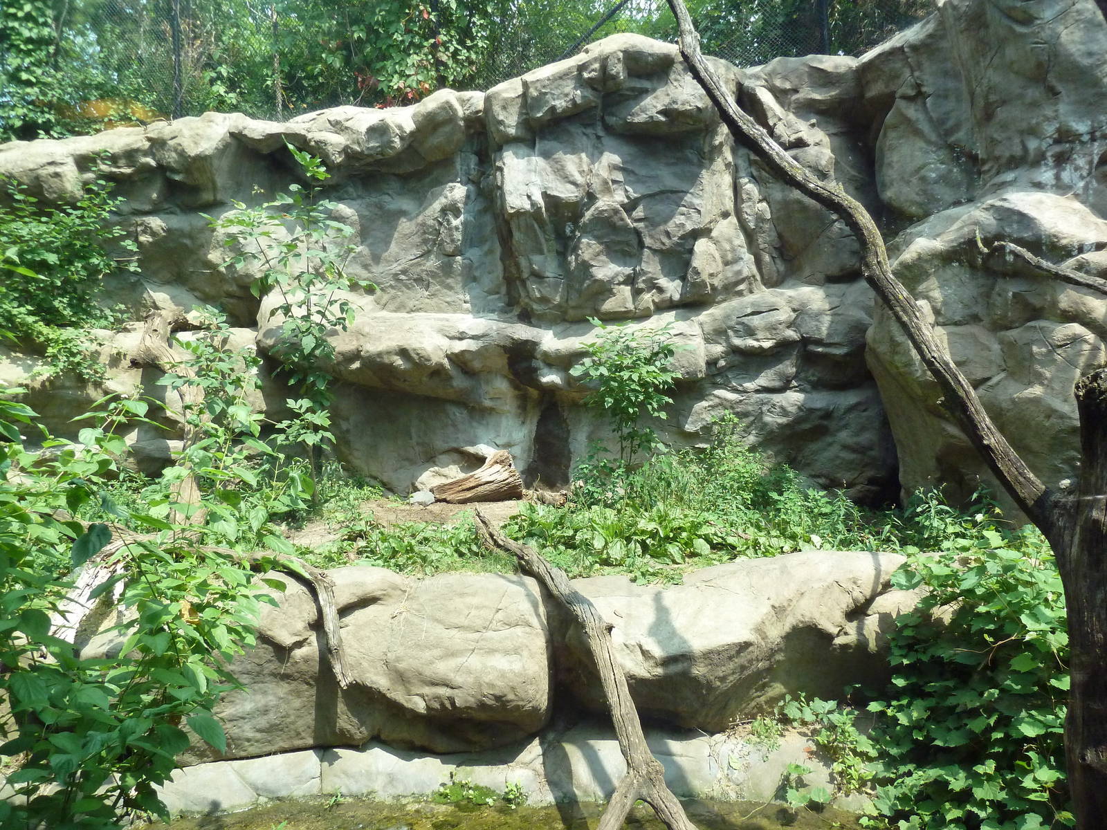 Minnesota Trail - Cougar Exhibit