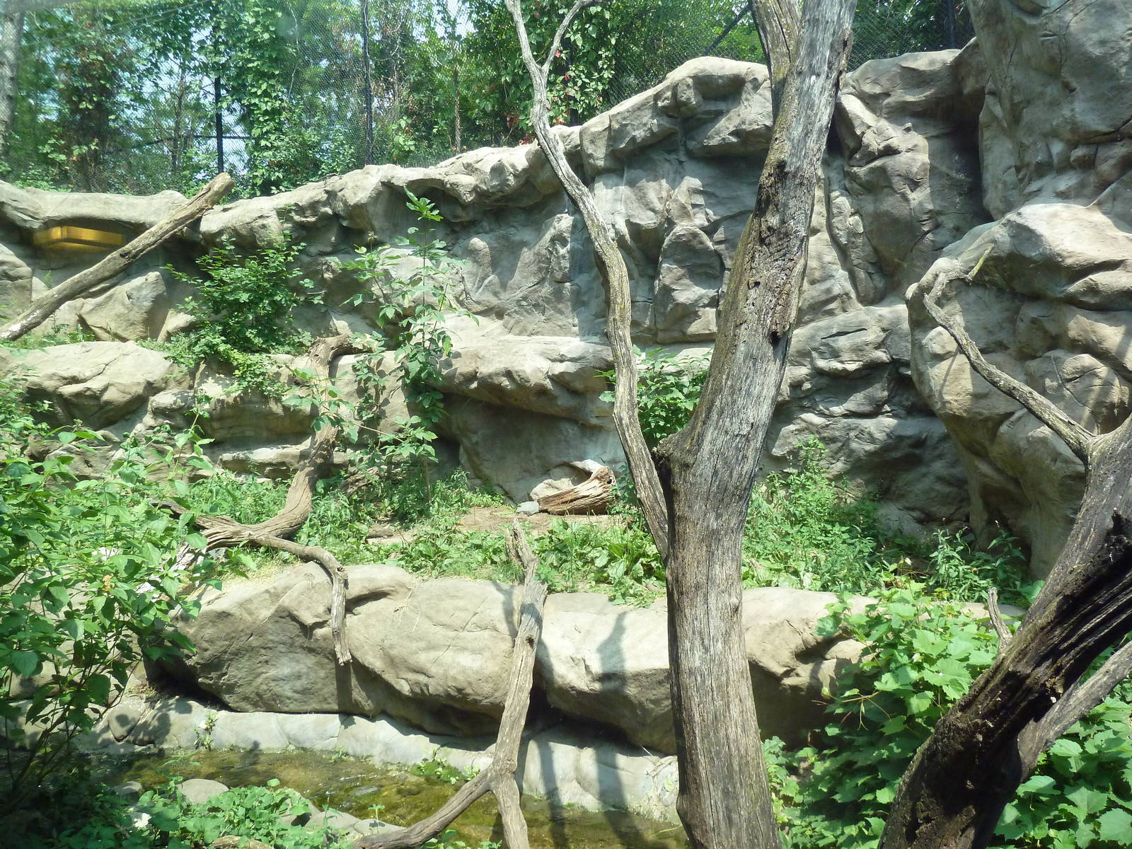 Minnesota Trail - Cougar Exhibit
