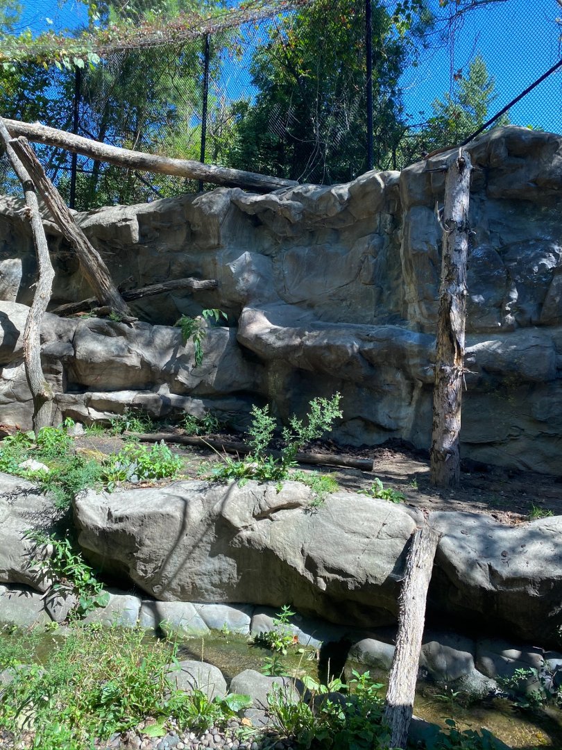 Minnesota trail- cougar exhibit