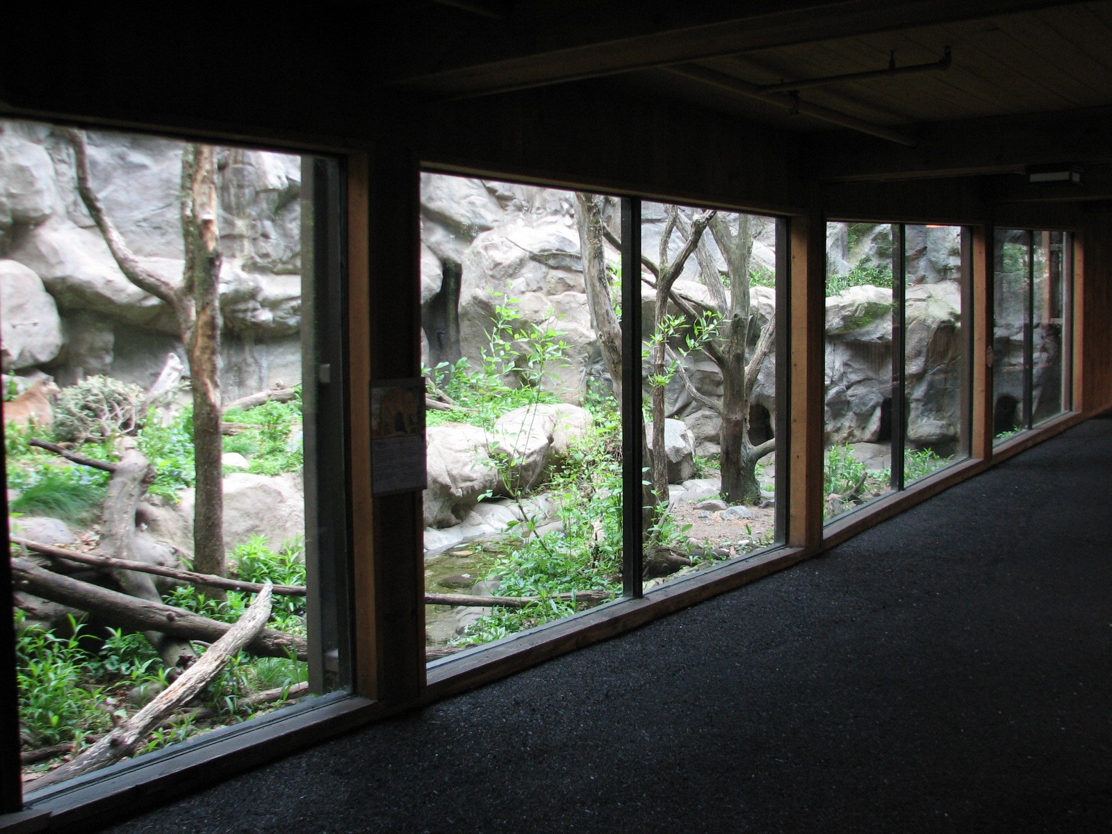 Minnesota Trail - Cougar Exhibit