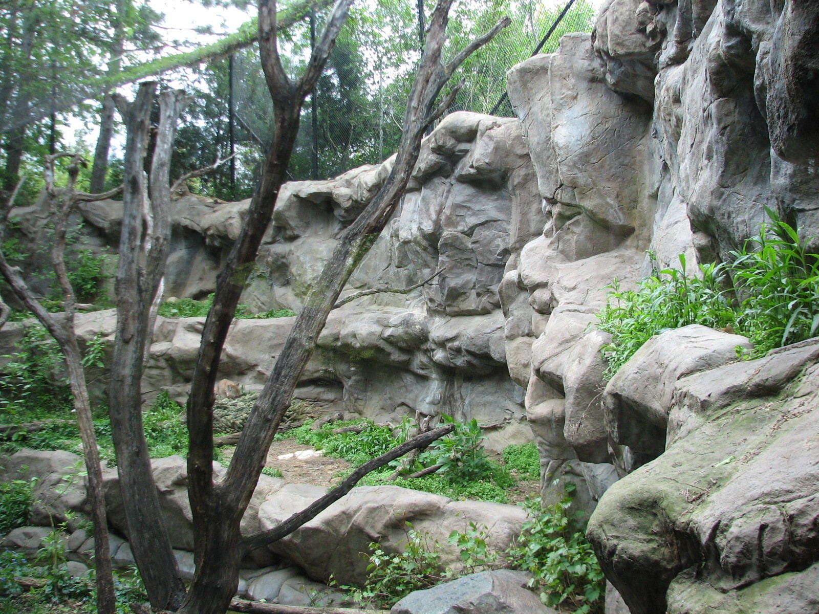 Minnesota Trail - Cougar Exhibit
