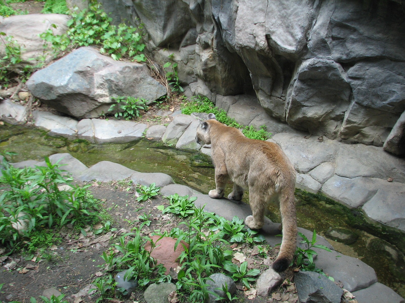 Minnesota Trail - Cougar Exhibit