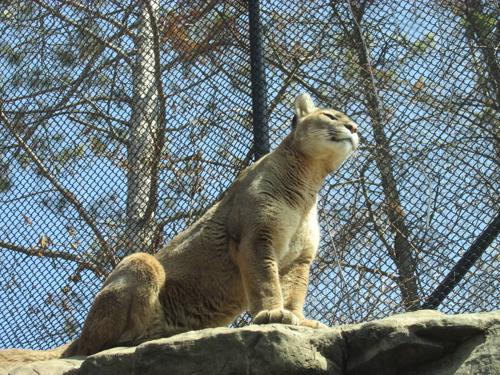 Minnesota Trail Cougar