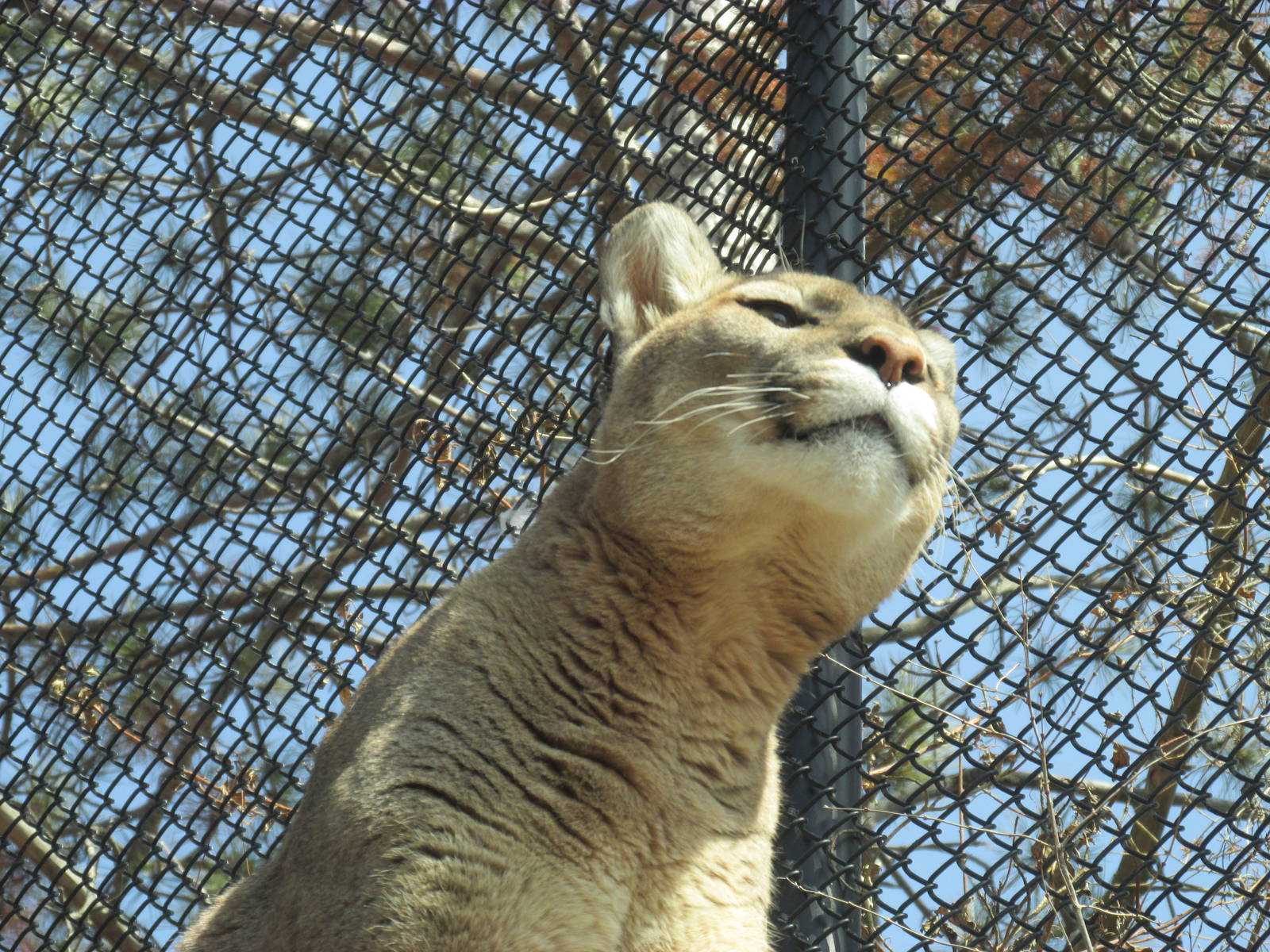 Minnesota Trail Cougar