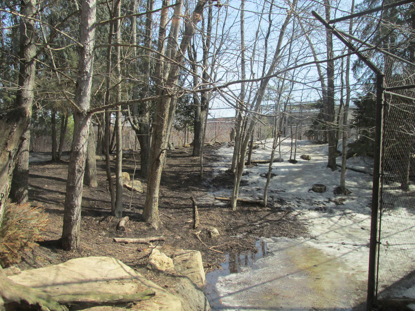 Minnesota Trail Coyote Exhibit