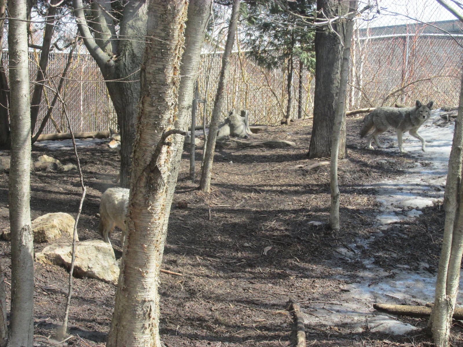 Minnesota Trail Coyote Exhibit