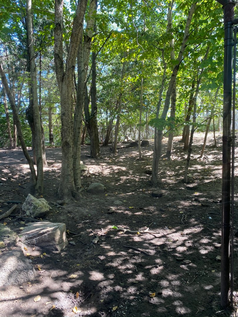 Minnesota trail- coyote exhibit
