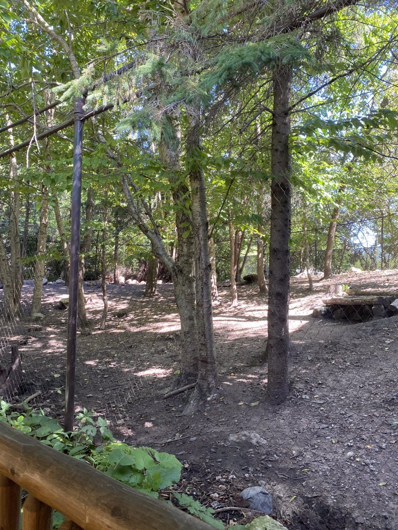 Minnesota trail- Coyote exhibit