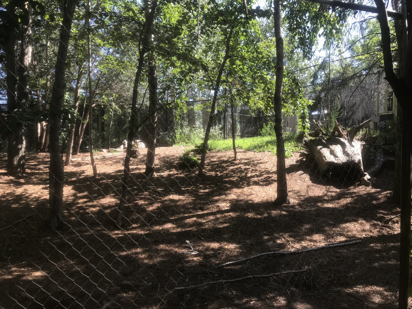 Minnesota Trail - Coyote Exhibit
