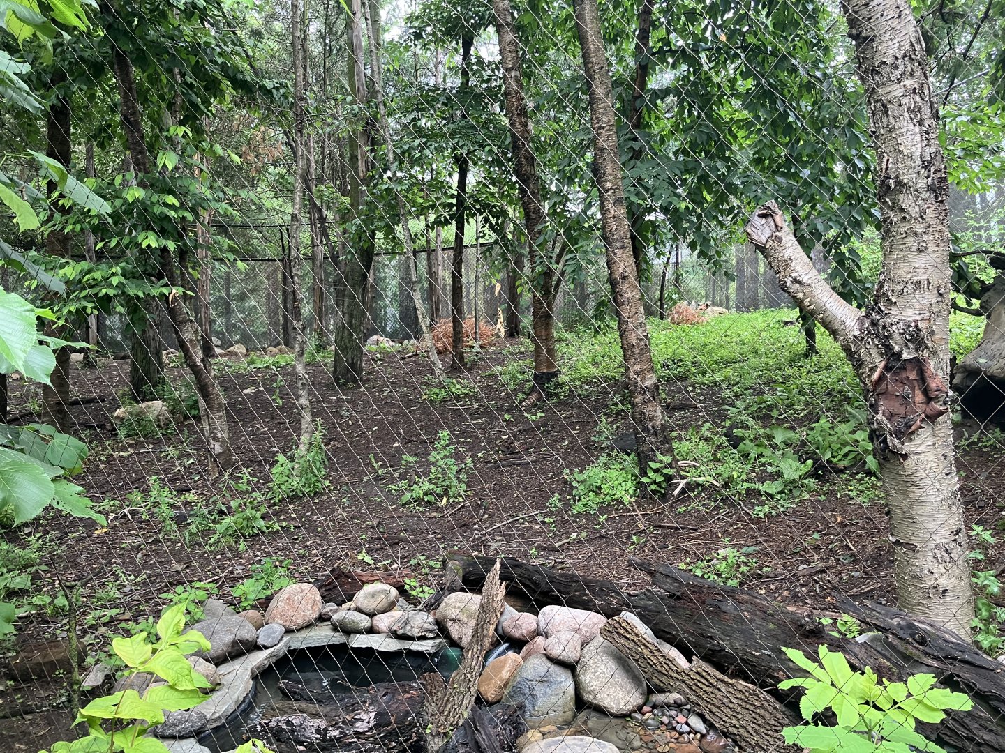 Minnesota Trail - Coyote Exhibit