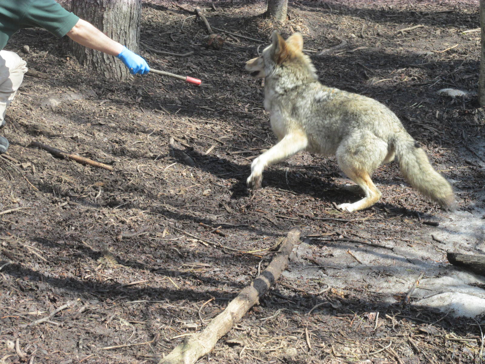 Minnesota Trail Coyote Feeding