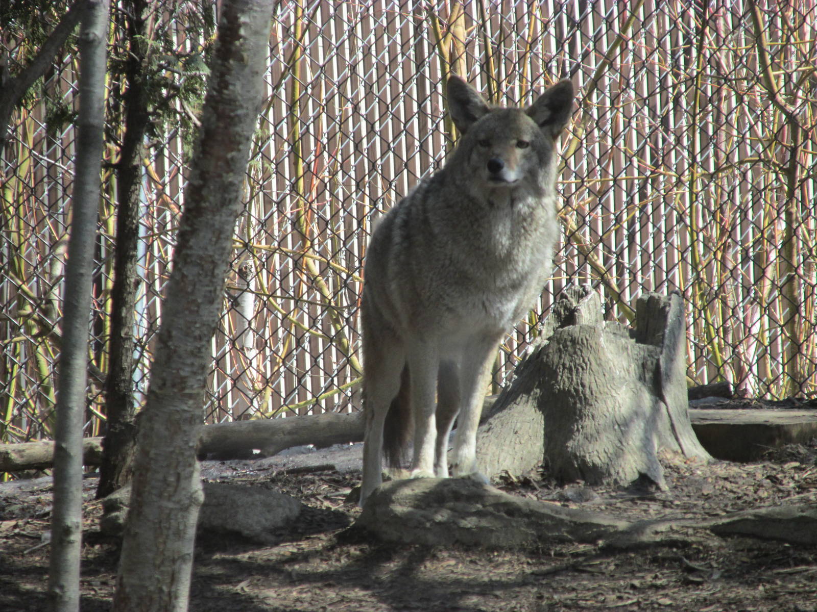 Minnesota Trail Coyote
