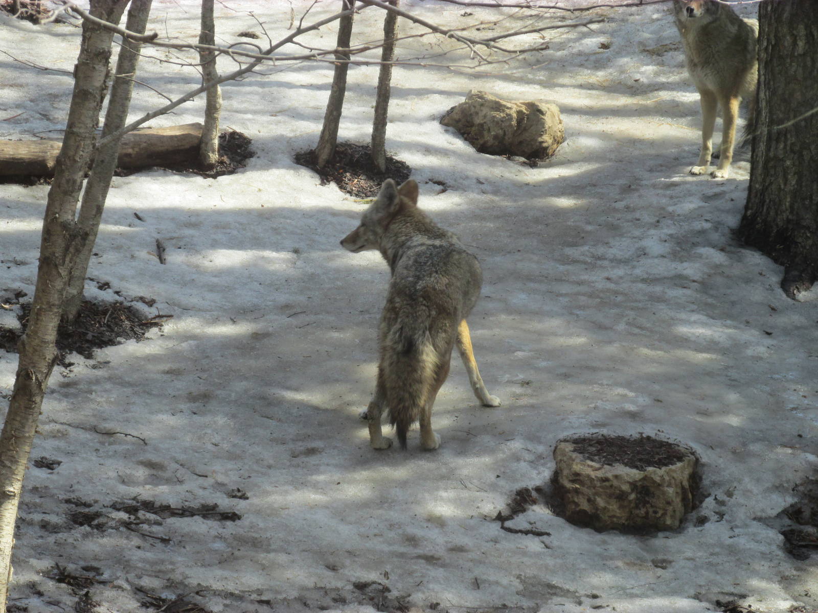 Minnesota Trail Coyote
