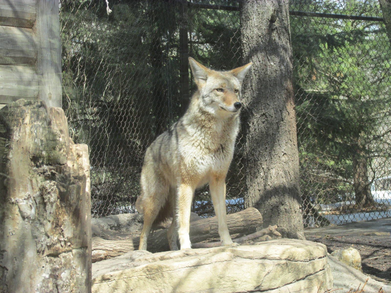 Minnesota Trail Coyote
