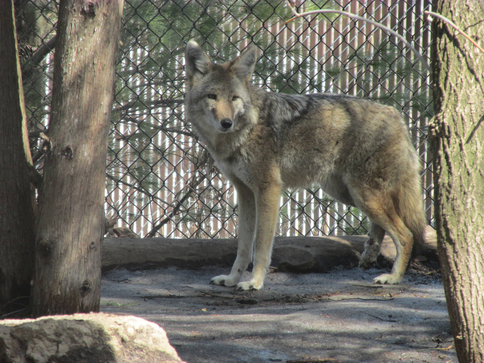 Minnesota Trail Coyote