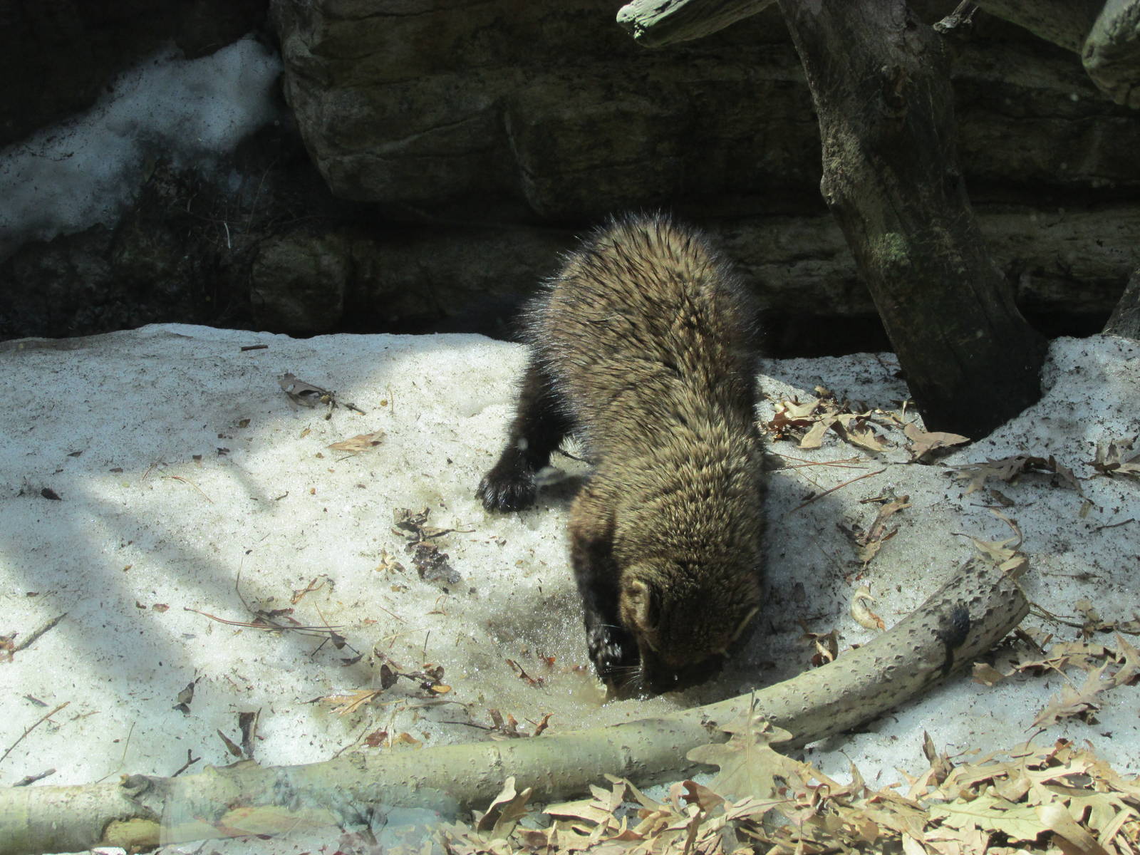 Minnesota Trail Fisher