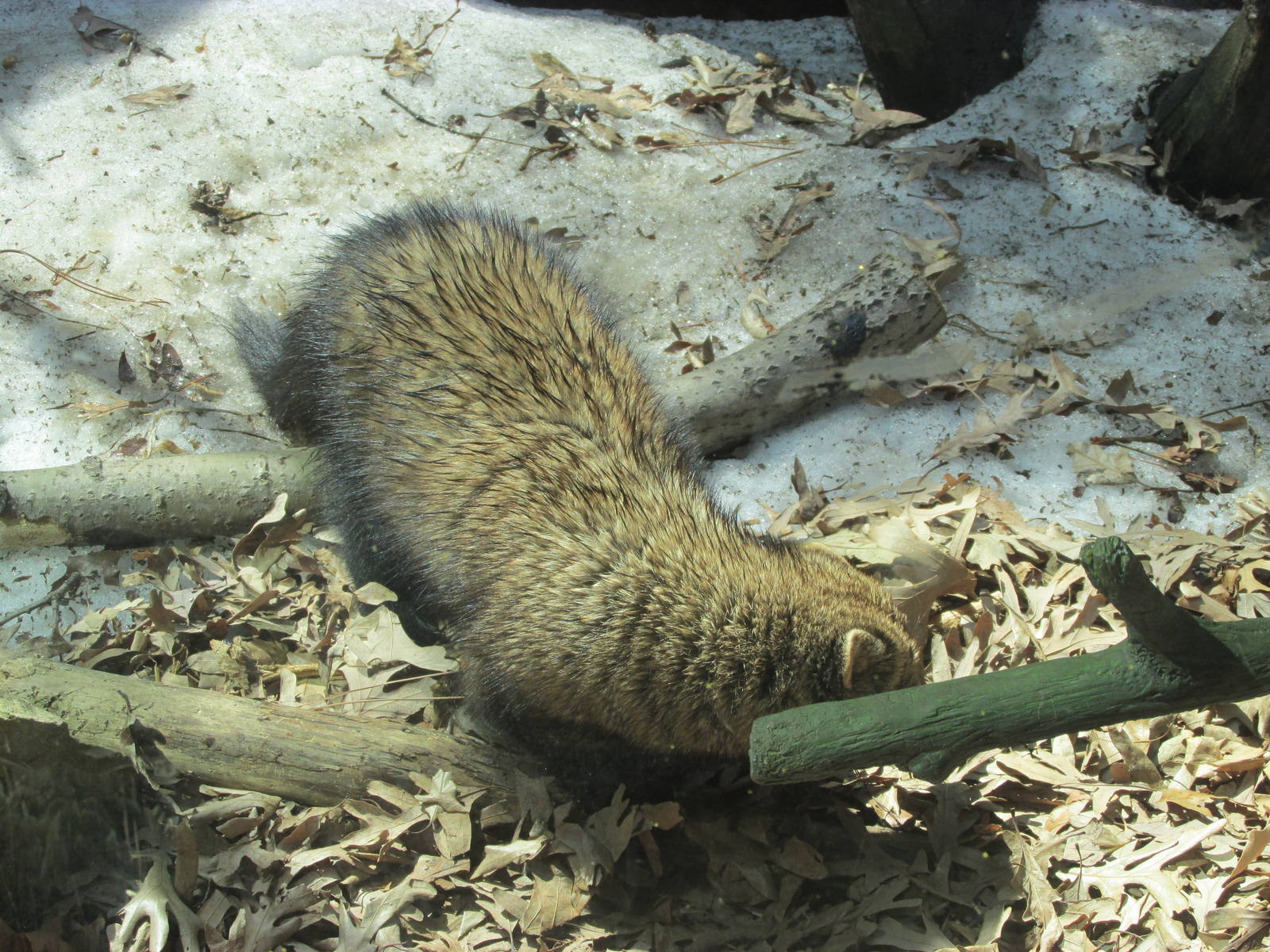 Minnesota Trail Fisher