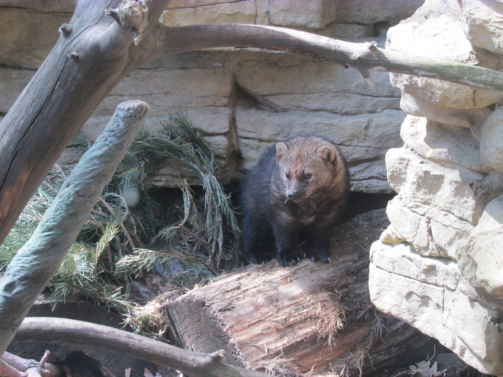 Minnesota Trail Fisher