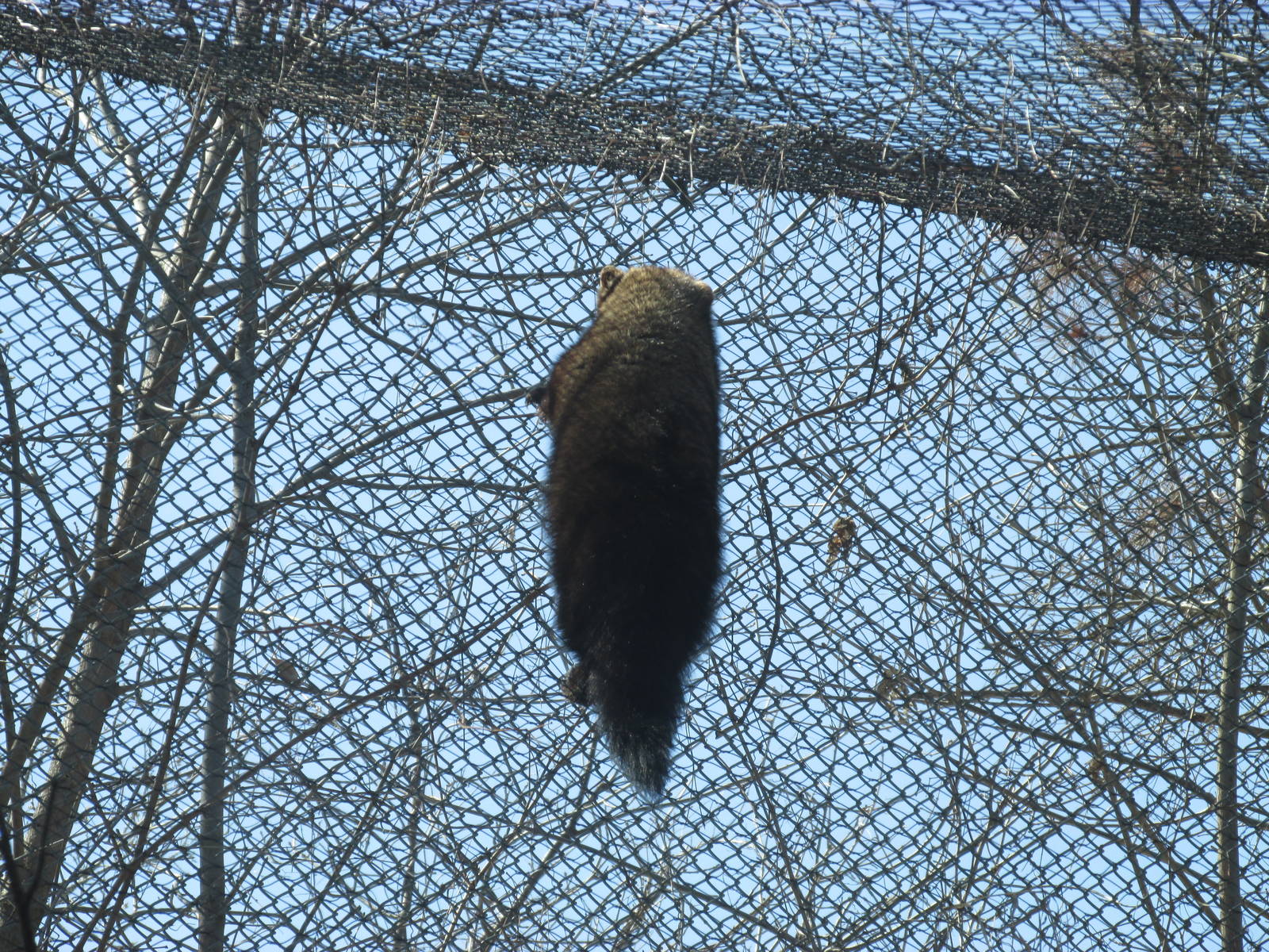 Minnesota Trail Fisher