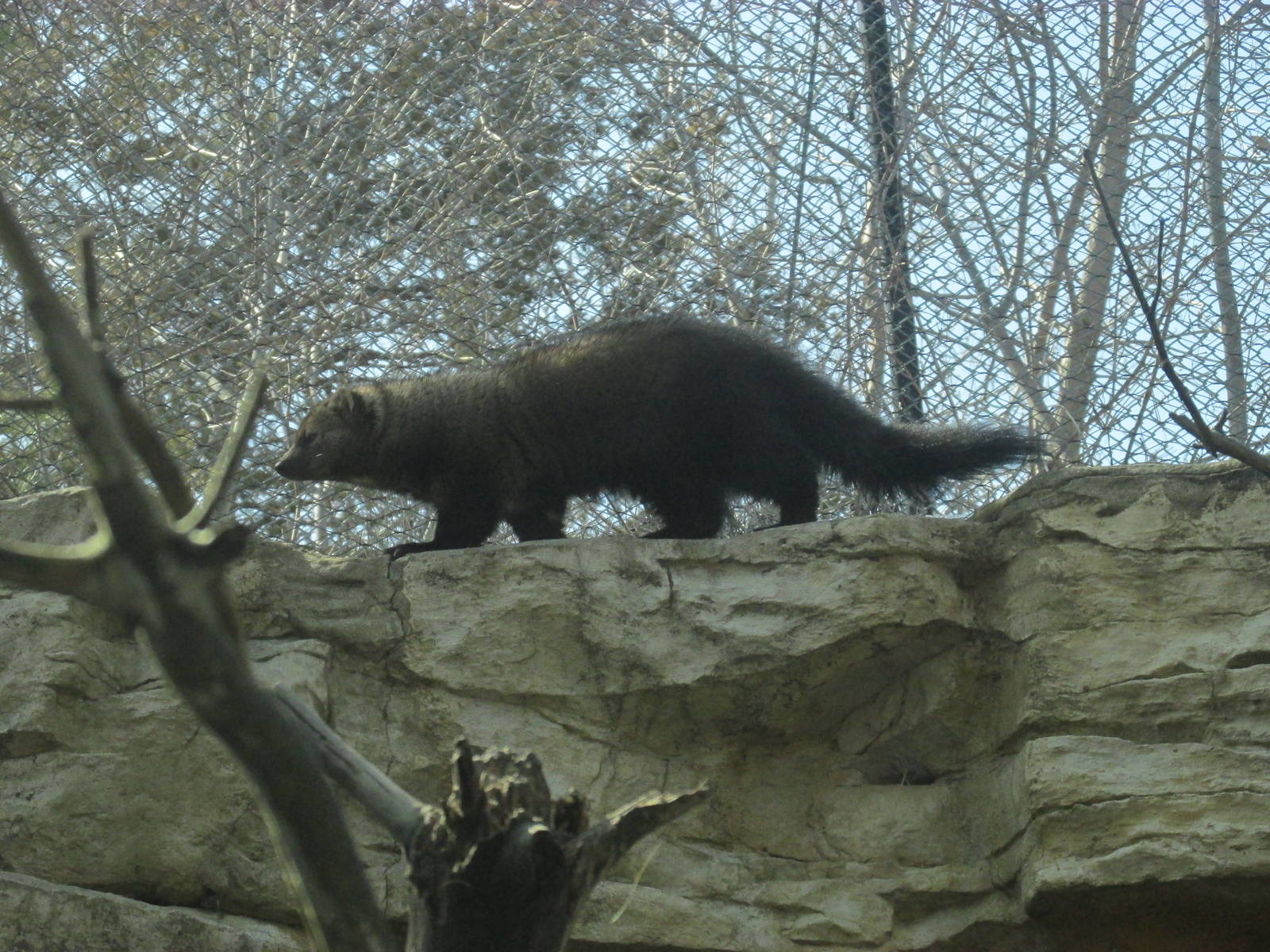 Minnesota Trail Fisher