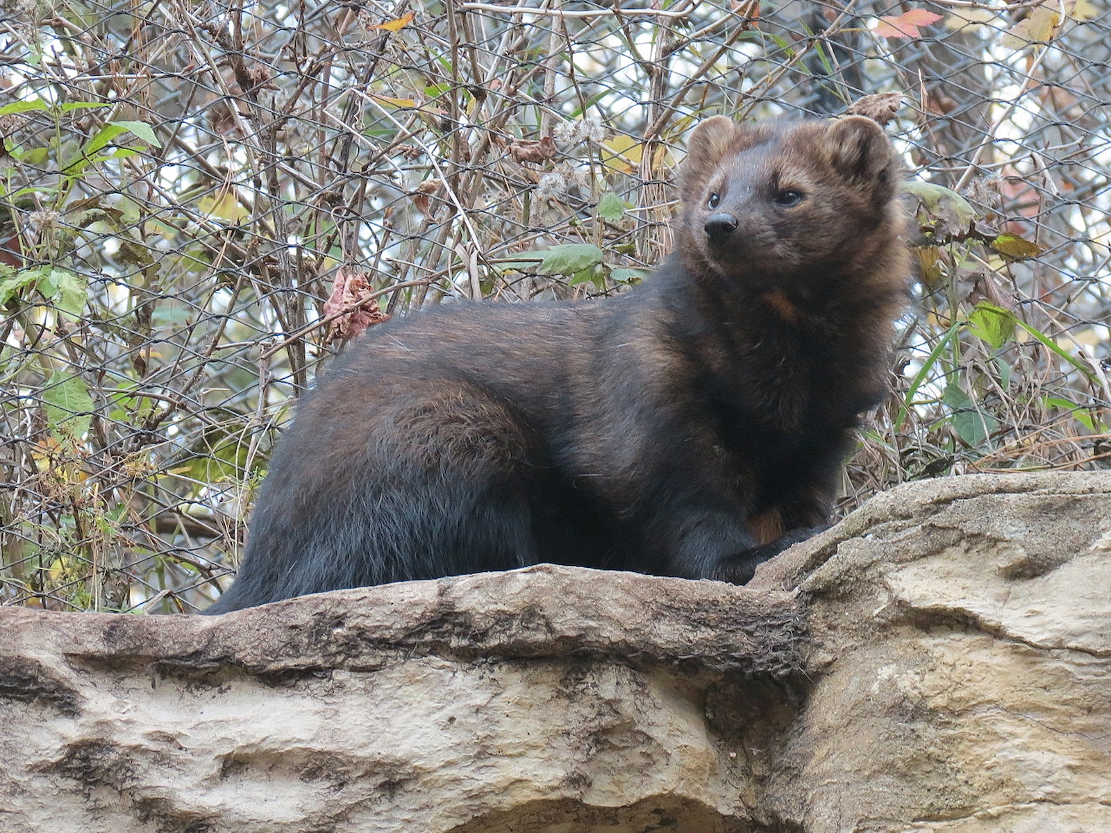 Minnesota Trail - Fisher