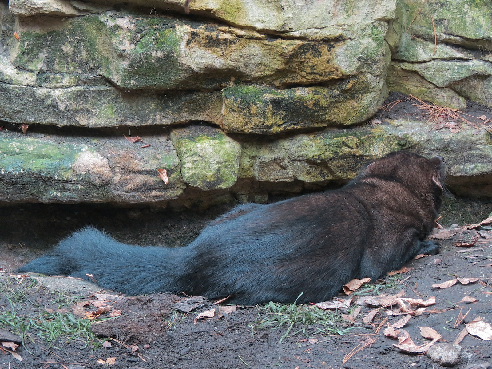 Minnesota Trail - Fisher