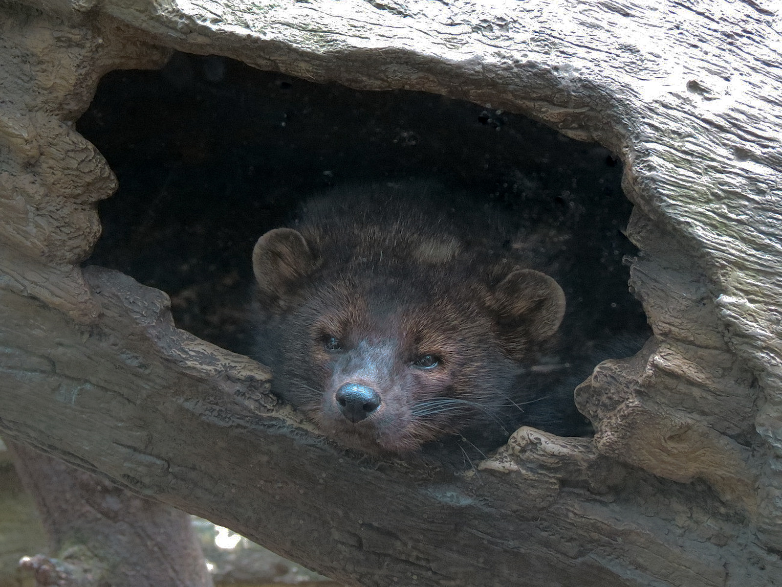 Minnesota Trail - Fisher