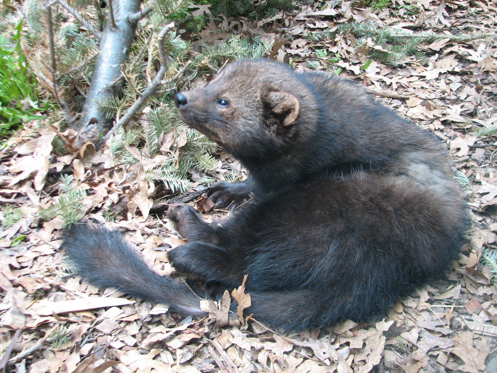 Minnesota Trail - Fisher