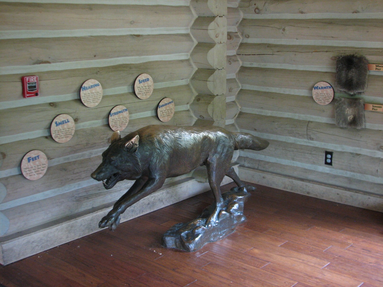 Minnesota Trail - Gray Wolf Exhibit Display Area
