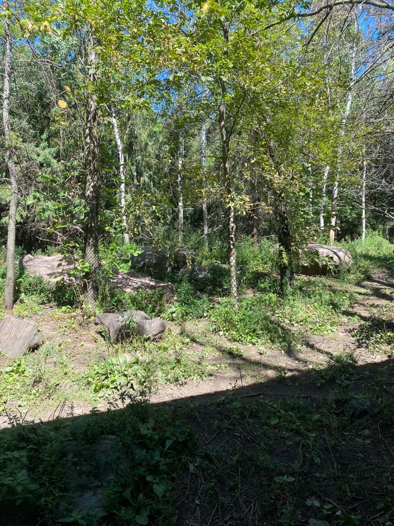 Minnesota trail- gray wolf exhibit