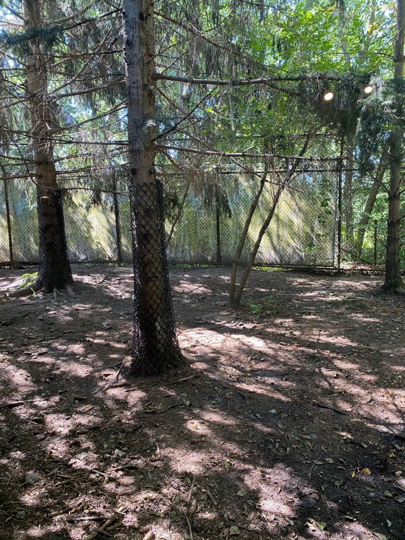 Minnesota trail- gray wolf exhibit