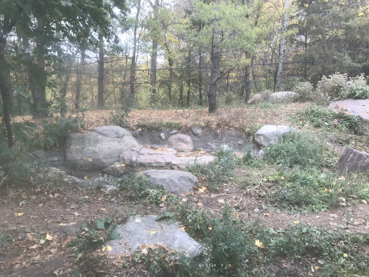 Minnesota Trail - Gray Wolf Exhibit