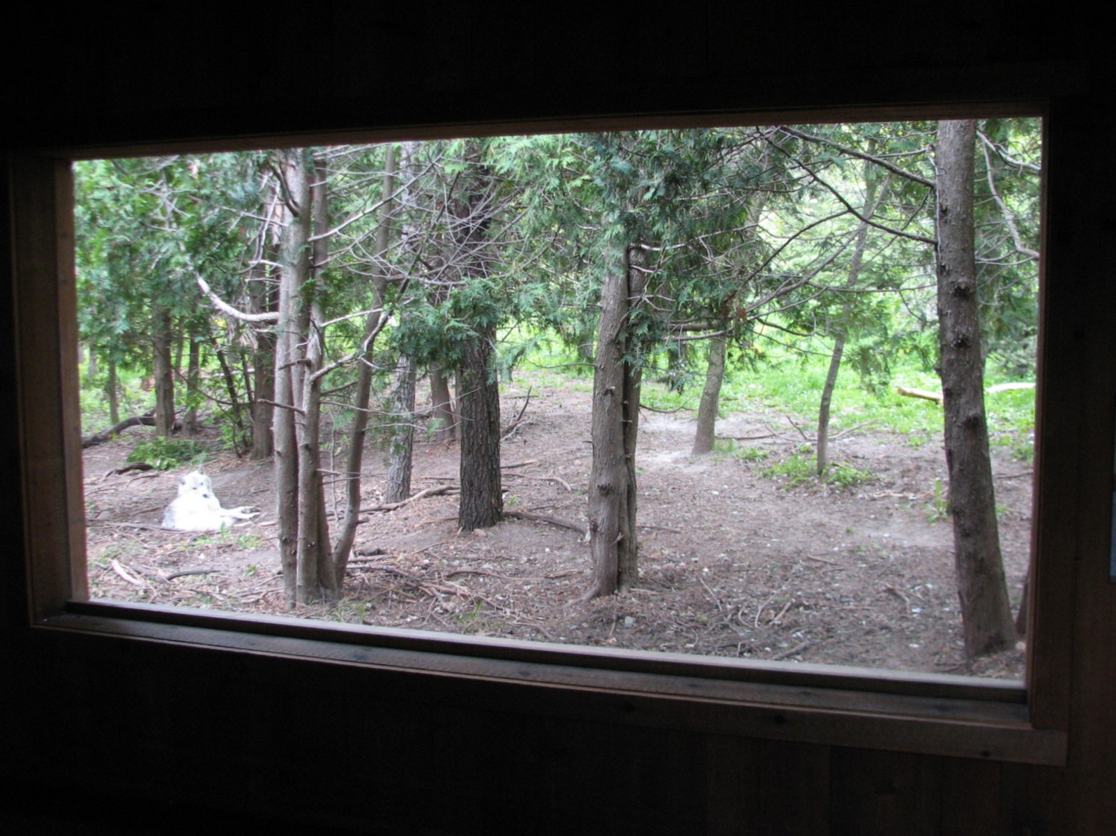 Minnesota Trail - Gray Wolf Exhibit