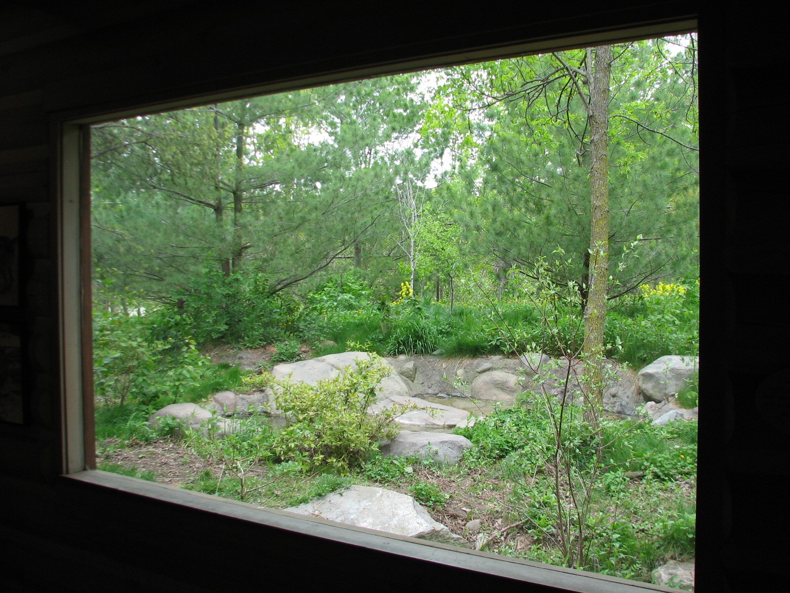 Minnesota Trail - Gray Wolf Exhibit
