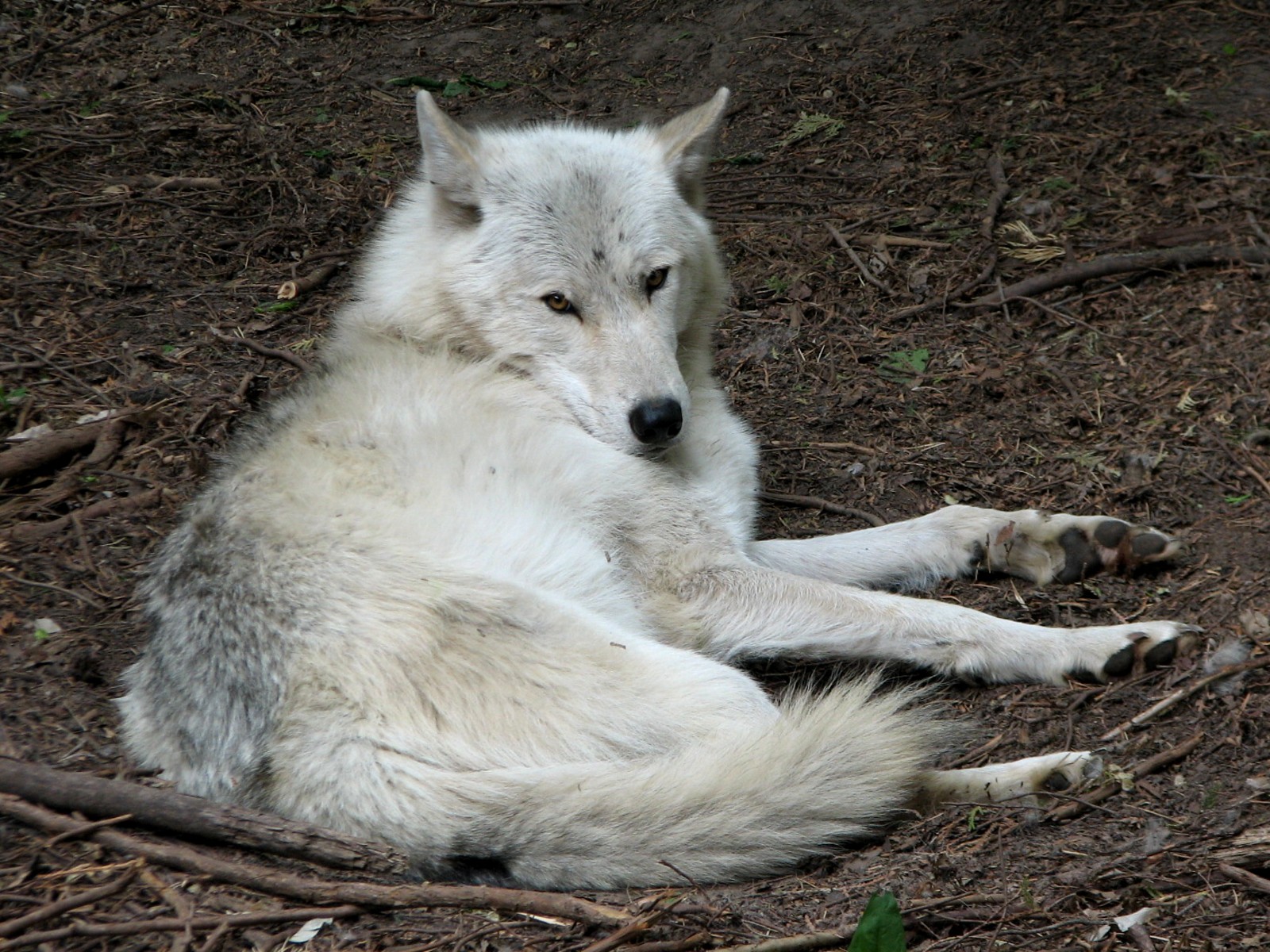 Minnesota Trail - Gray Wolf