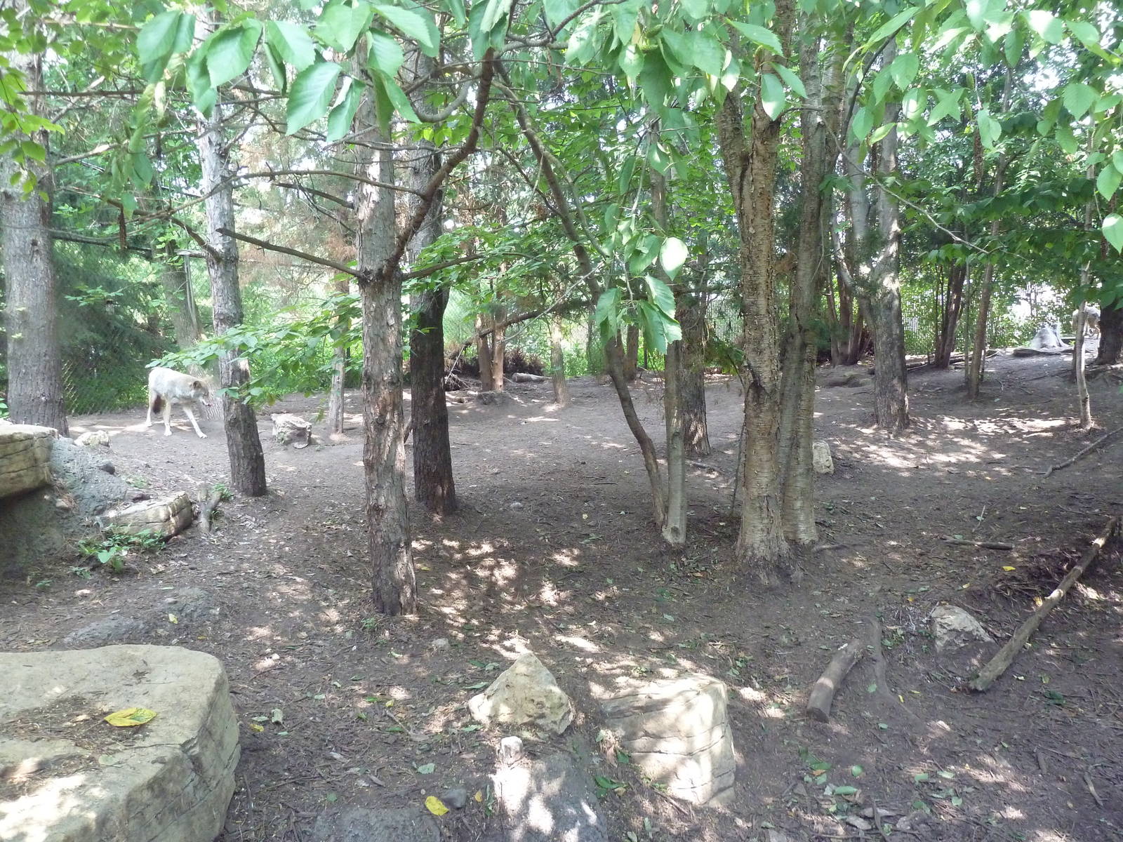 Minnesota Trail - Grey Wolf Exhibit