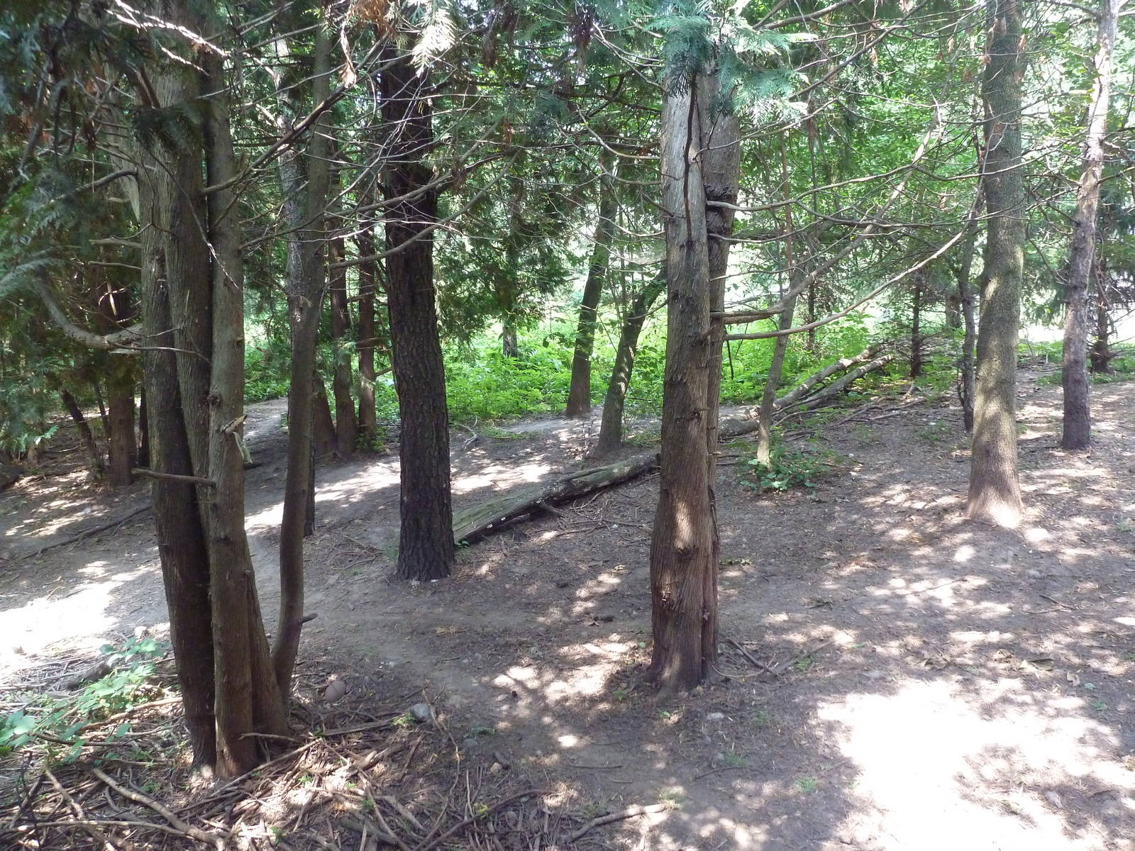 Minnesota Trail - Grey Wolf Exhibit