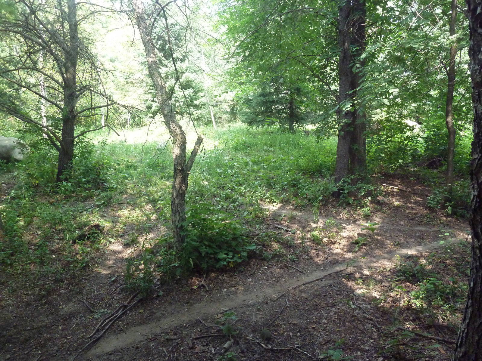 Minnesota Trail - Grey Wolf Exhibit